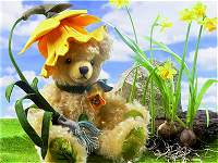 Osterglocke Daffodil