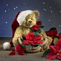 Weihnachtsbaer