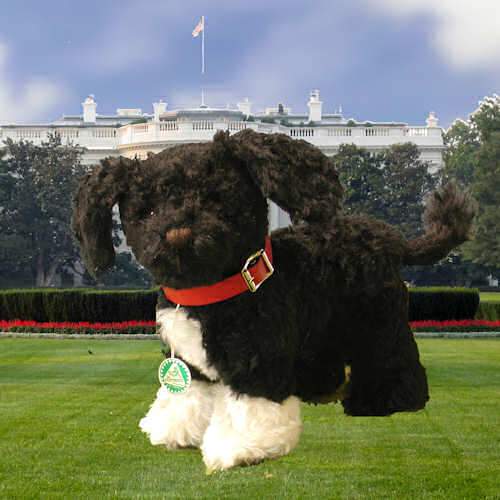 The First Dog - Barack Obama Familien Hund